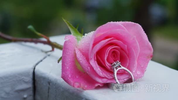 美丽的特写玫瑰水环