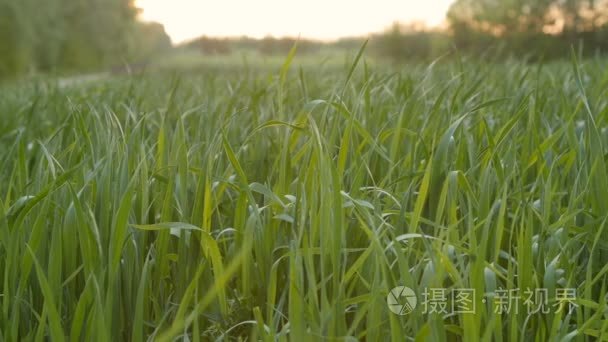 对早晨年轻绿色小麦栽培的田间视频