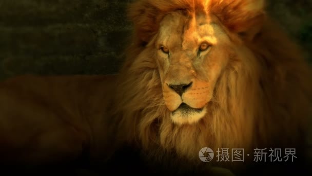 美丽的狮是兽中的之王视频