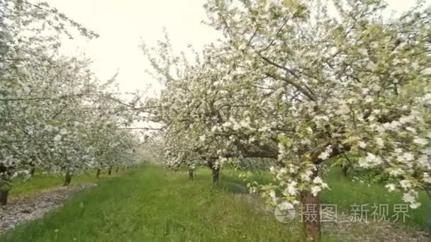 春天的百花盛开苹果树视频