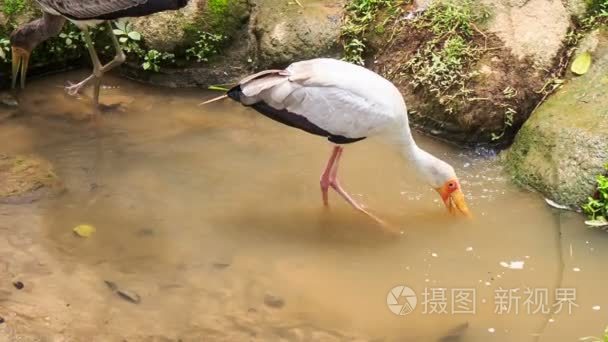 西伯利亚鹤搜索食物视频