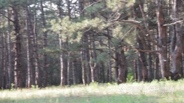 松树林和树木在夏天与旋转视频