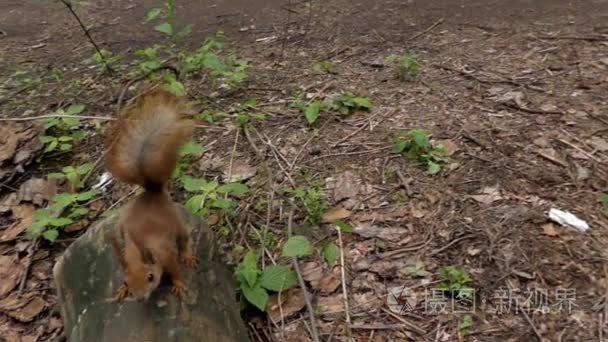 有趣的镜头，一只松鼠在慢动作跑步和跳跃在脚上看在关闭相机上
