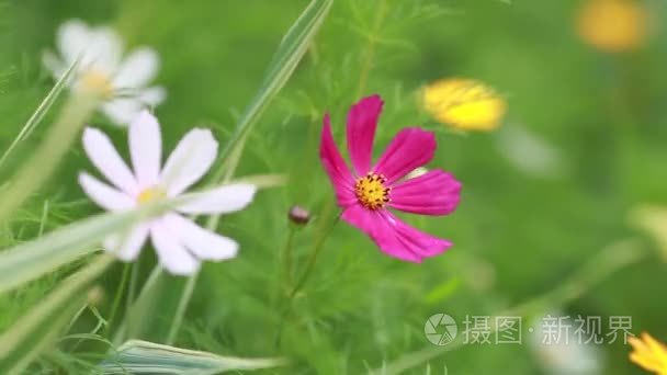 在风中摇曳的波斯菊花海视频