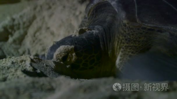 海龟产卵的海滩上视频