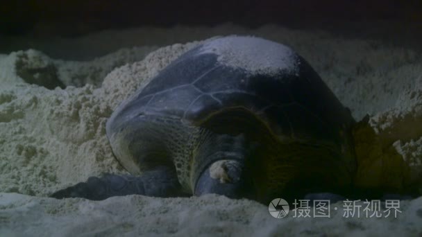 海龟产卵的海滩上视频