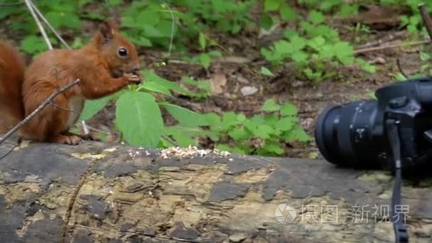 摄像机记录下如何红松鼠吃坚果在森林里。慢动作视频