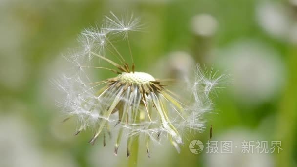 秃头的白色蒲公英特写视频