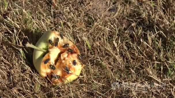 苍蝇和蜜蜂吃烂苹果躺在地上的花园里4k