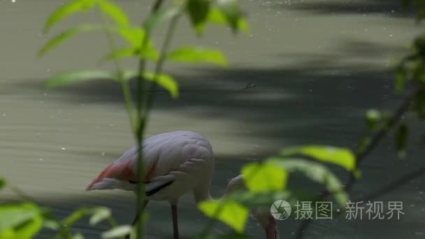 美丽的火烈鸟饮用水。慢动作