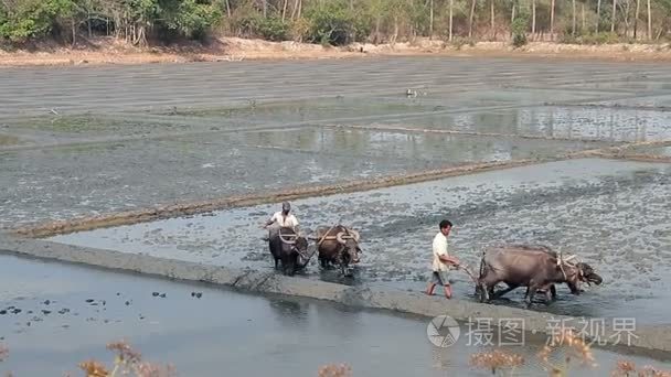 农民春耕用牛的稻田视频