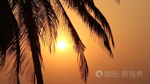 在日落的棕榈树剪影视频