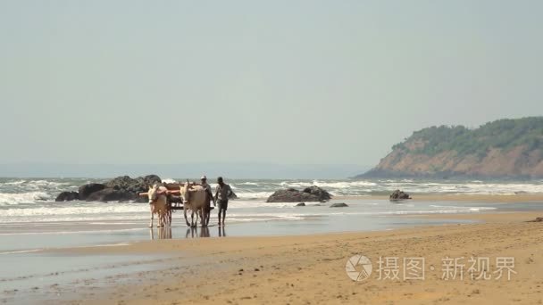 身份不明的男子调整牛驾过车视频