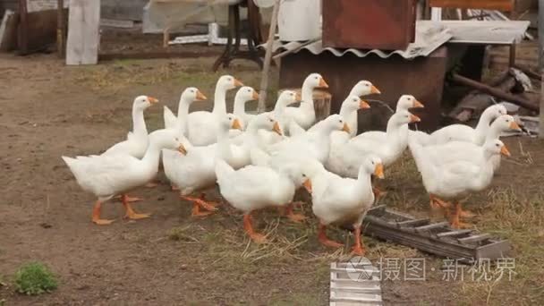 白鹅国内鸟群视频