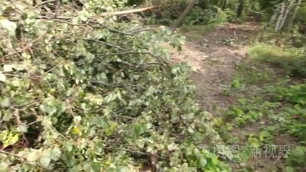 断的树暴风雨损坏路边视频