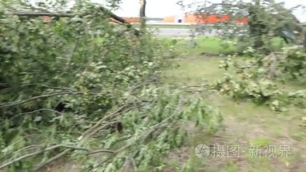 断的树暴风雨损坏路边视频