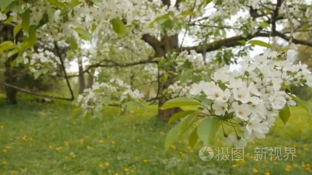 春天大樱桃树上的花朵视频