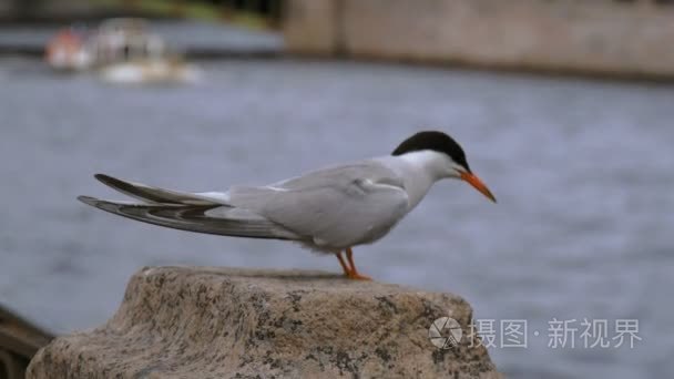 坐在丰坦卡河上的海鸥视频