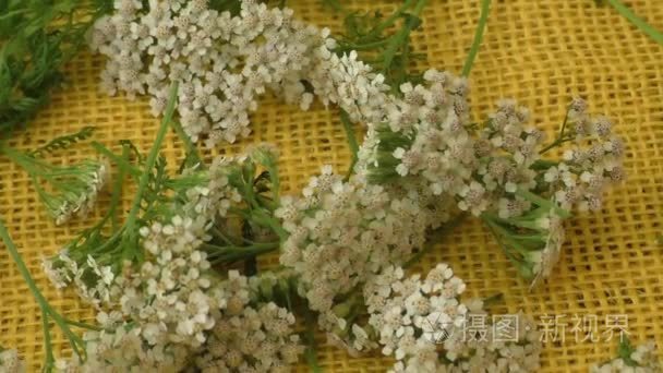 西洋蓍草 （蓍预防） 花 （药用植物） 分离在黄色背景上