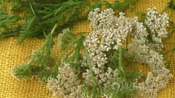 西洋蓍草 （蓍预防） 花 （药用植物） 分离在黄色背景上