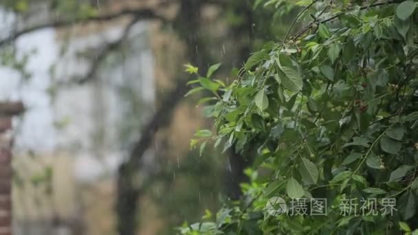 大雨落在树上的叶子视频