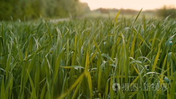 爱尔兰佛格尔悬崖的狂野海水视频