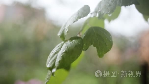 叶用滴雨水与绿色背景视频