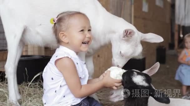 可爱的小宝贝女孩从她手里饲养绵羊和山羊