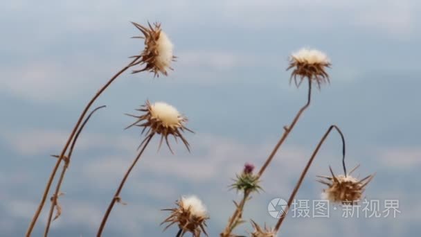 飞廉属基花视频