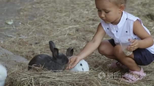 可爱的小女孩从手喂兔子视频