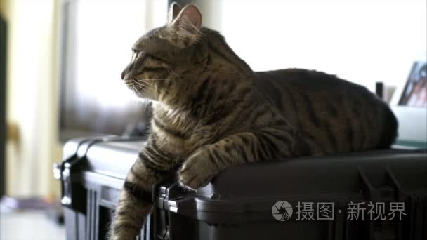 美丽的大花猫躺在坚硬的外壳视频