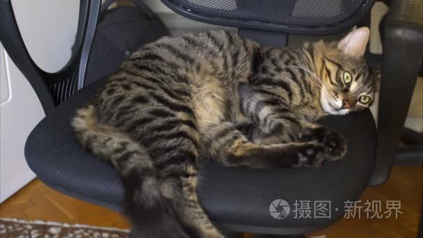 美丽的大花猫睡在椅子上视频