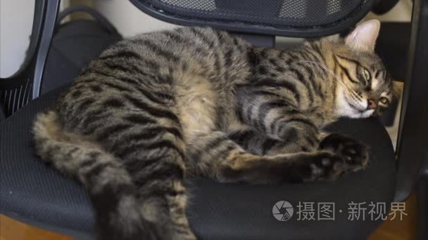 漂亮的虎斑猫猫躺在椅子上视频
