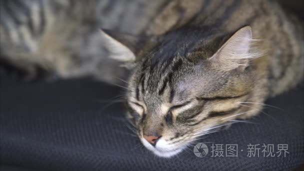 美丽的大花猫睡在椅子上视频