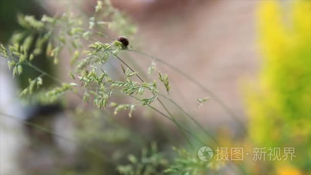 象鼻虫甲虫爬上草叶片的宏视频