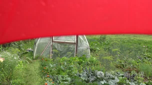 雨水落在温室用红伞，4 k