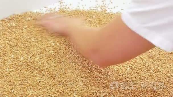 小麦籽粒品质的分类视频