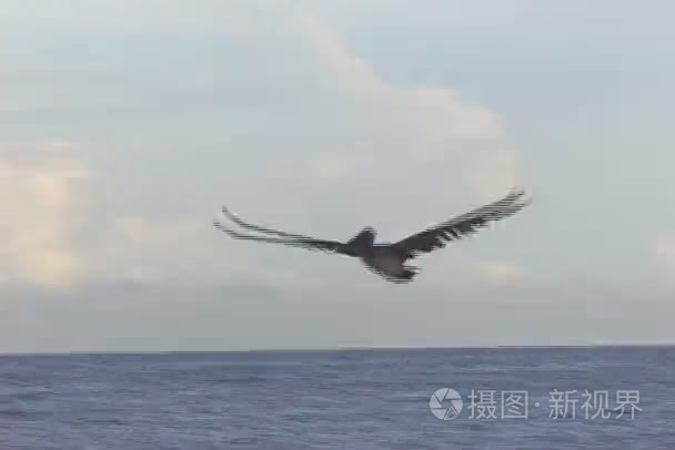 鹈鹕飞越大海视频