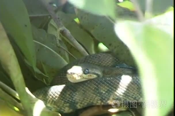 在热带森林中的树蛇视频