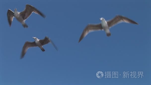 在天空中飞翔的海鸥视频