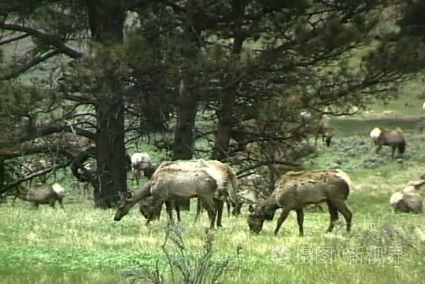 在绿色的草原上放牧的麋鹿视频