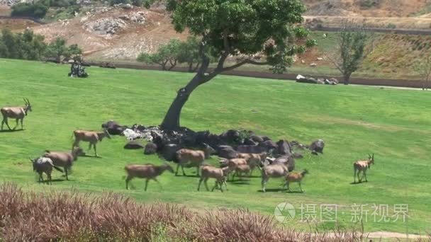 羚羊和小鹿在国家公园视频