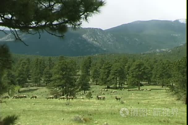 在绿色的草原上放牧的麋鹿视频