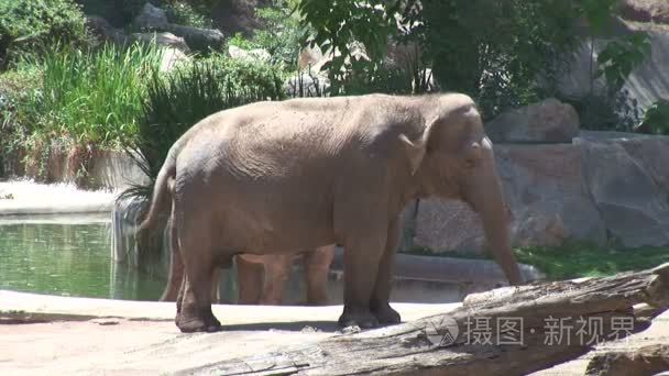 在动物园的亚洲大象视频