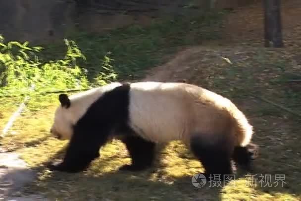 大熊猫走进动物园视频