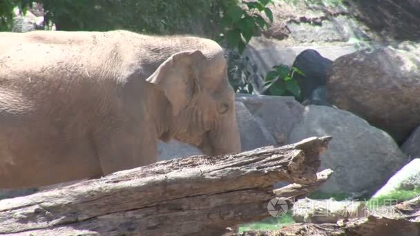 在动物园的亚洲大象视频