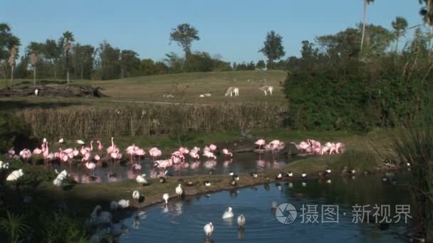 池里的火烈鸟喝水视频