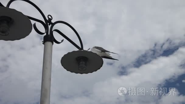 在一根路灯杆上的海鸥视频