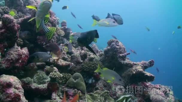 学校的热带鱼在礁寻找食物视频