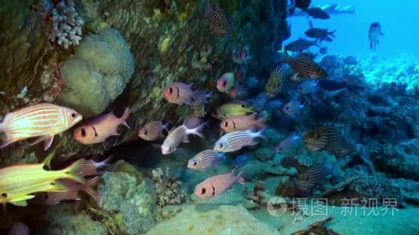 学校的热带鱼在礁寻找食物